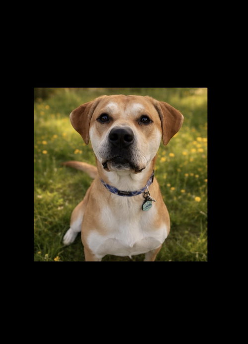 Phoenix *CL*, a dog for adoption from The Animal Rescue Alliance