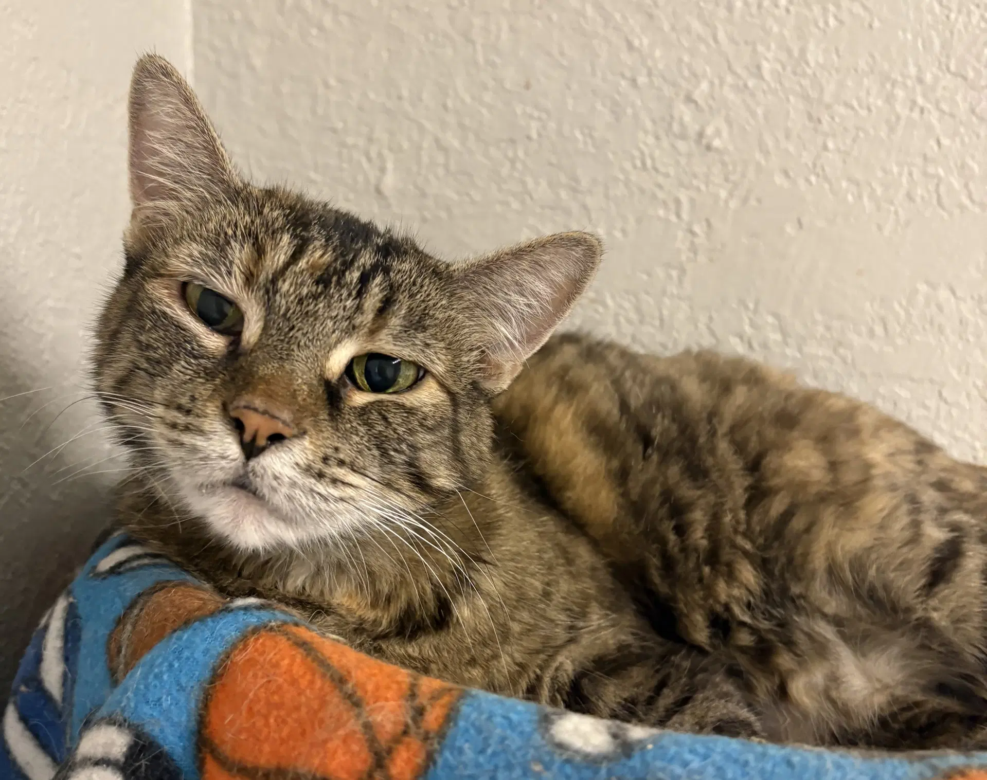 Sweetie - Domestic Short Hair