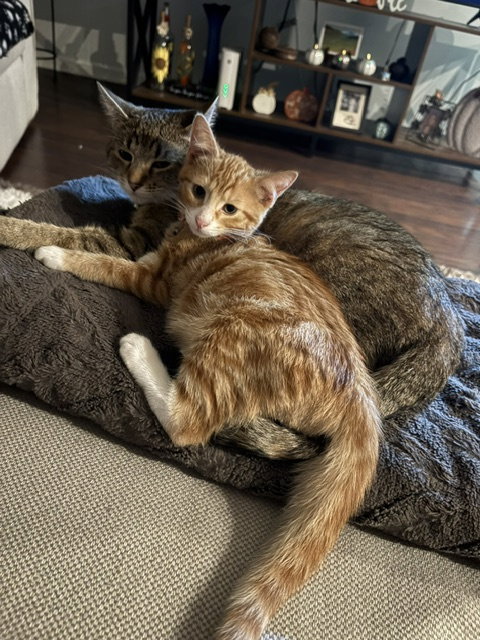 Simba & Nala ** CL, Domestic Short Hair