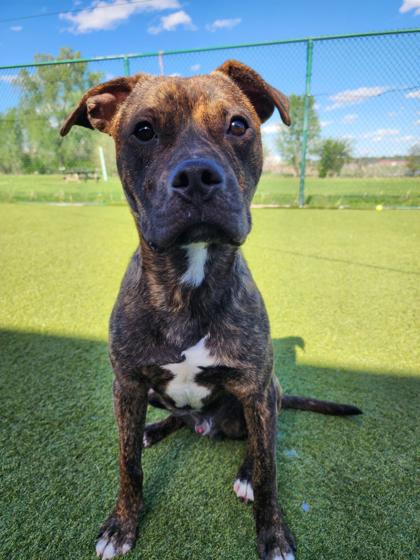 Benito *CL*, Boxer / Mixed (short coat)