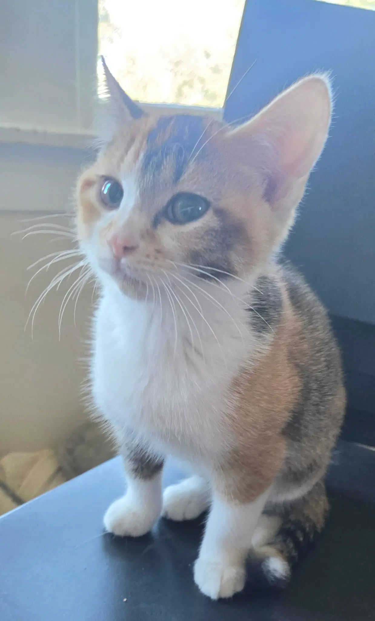 Alice And Oscar - Domestic Short Hair