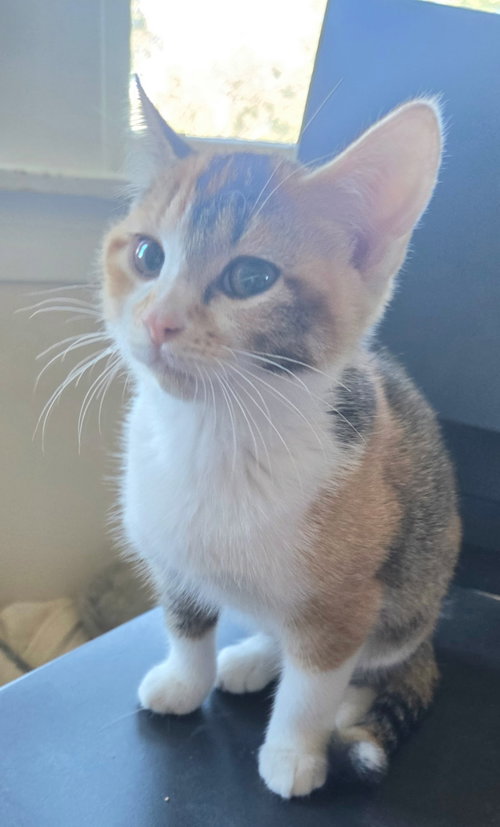 Alice and Oscar, Domestic Short Hair (short coat)