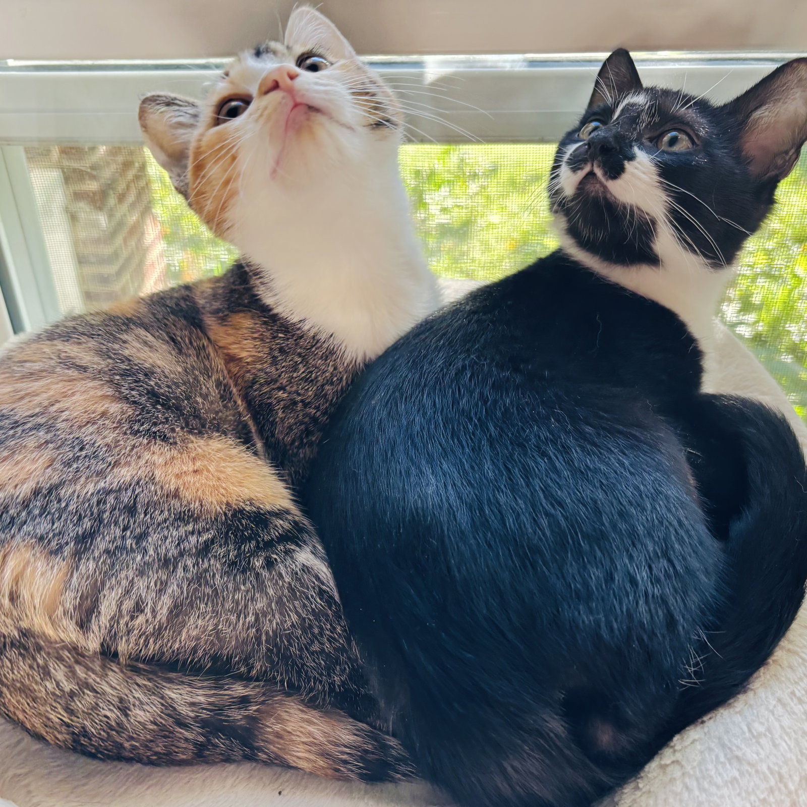 Alice and Oscar, photo 2