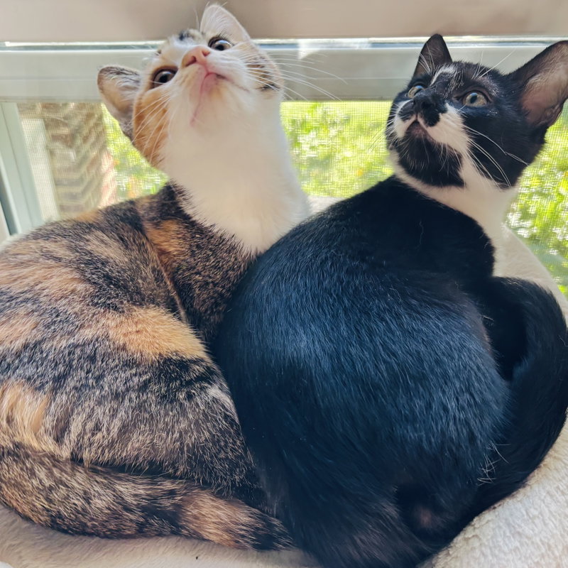 Alice and Oscar, photo 2