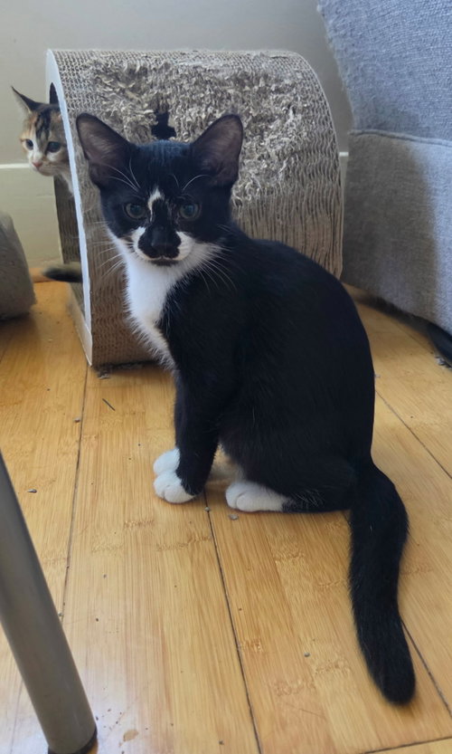 Oscar and Alice, Domestic Short Hair (short coat)
