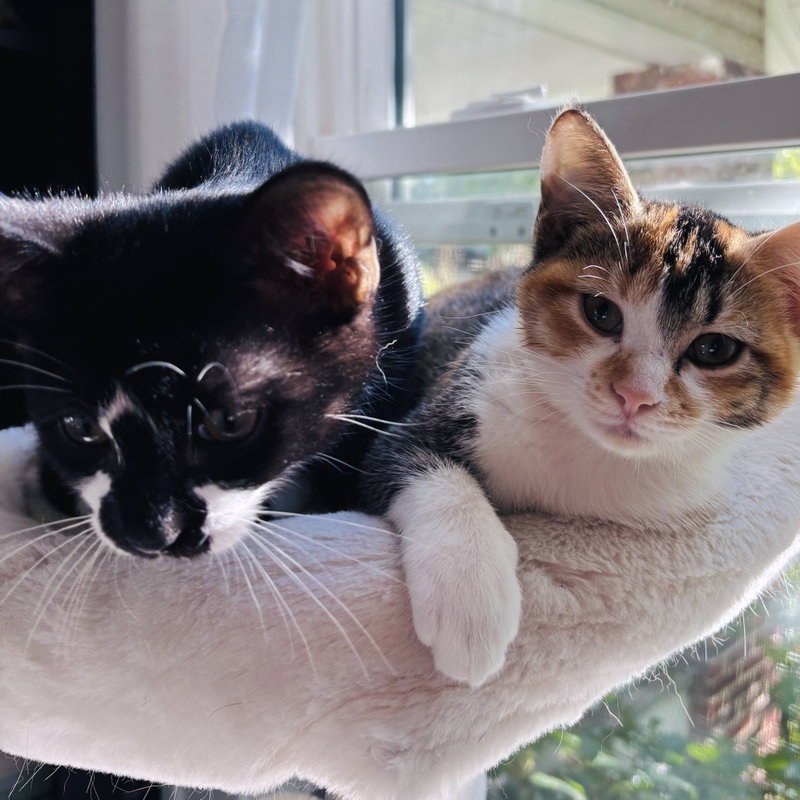 Oscar and Alice, photo 2