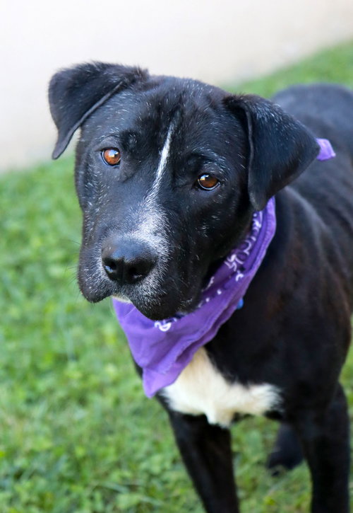 Mason, Labrador Retriever / Spaniel / Mixed (medium coat)