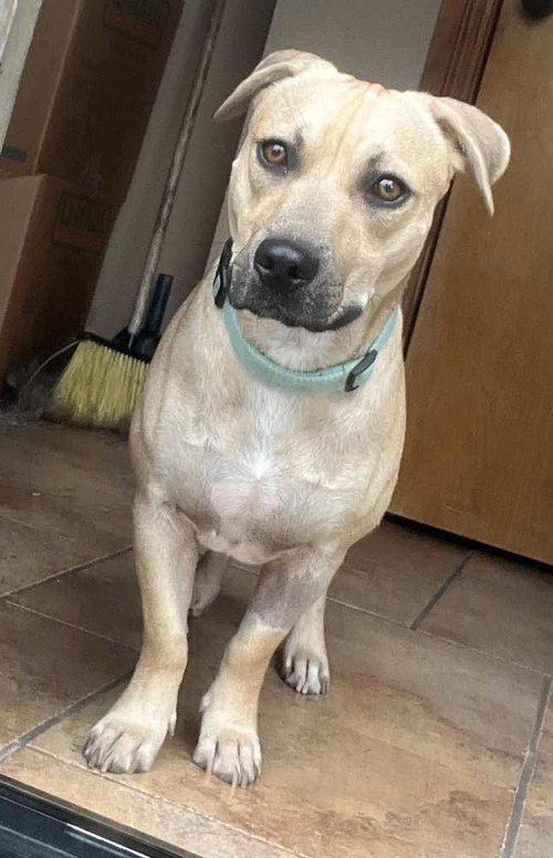 Hudson, Terrier / Dachshund / Mixed (short coat)