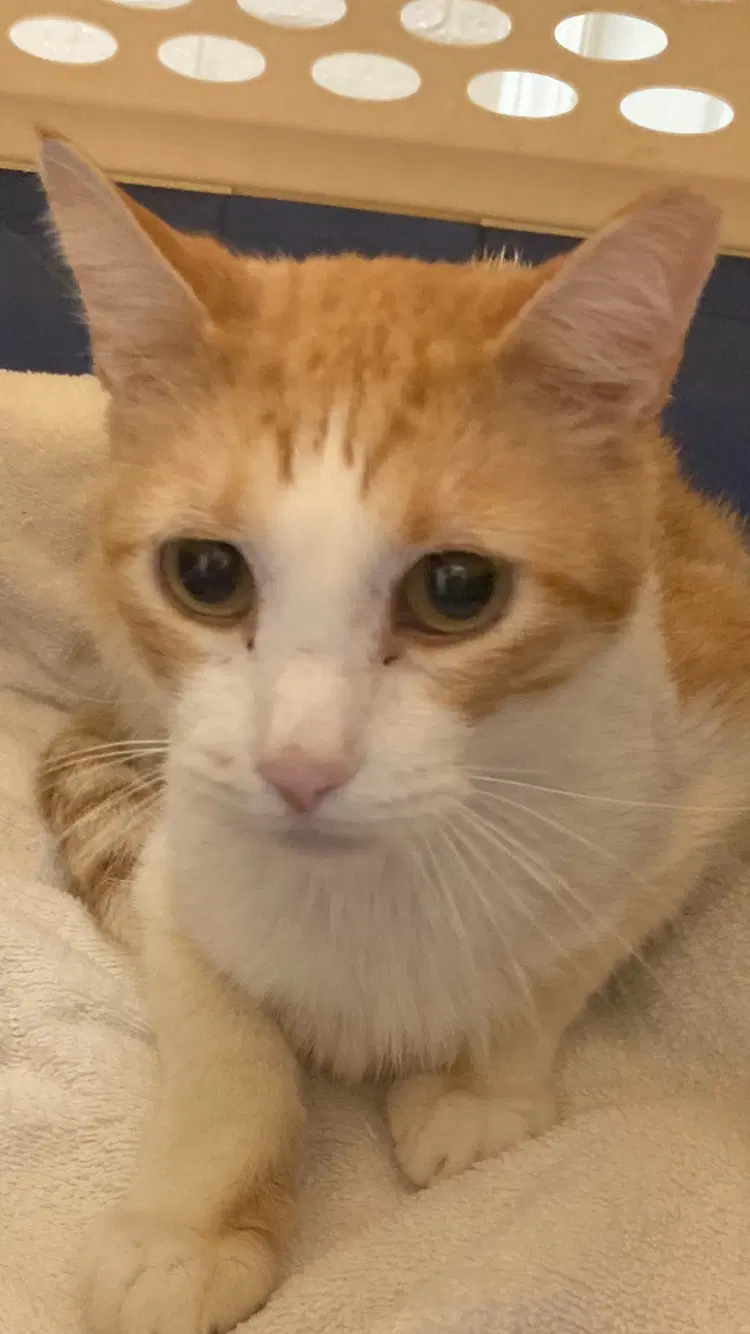 Buddy The Cat - Domestic Short Hair