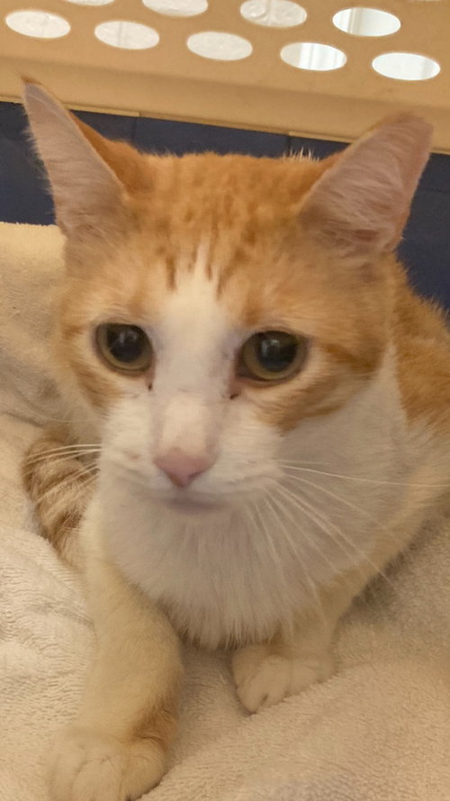 Buddy The Cat, Domestic Short Hair (short coat)