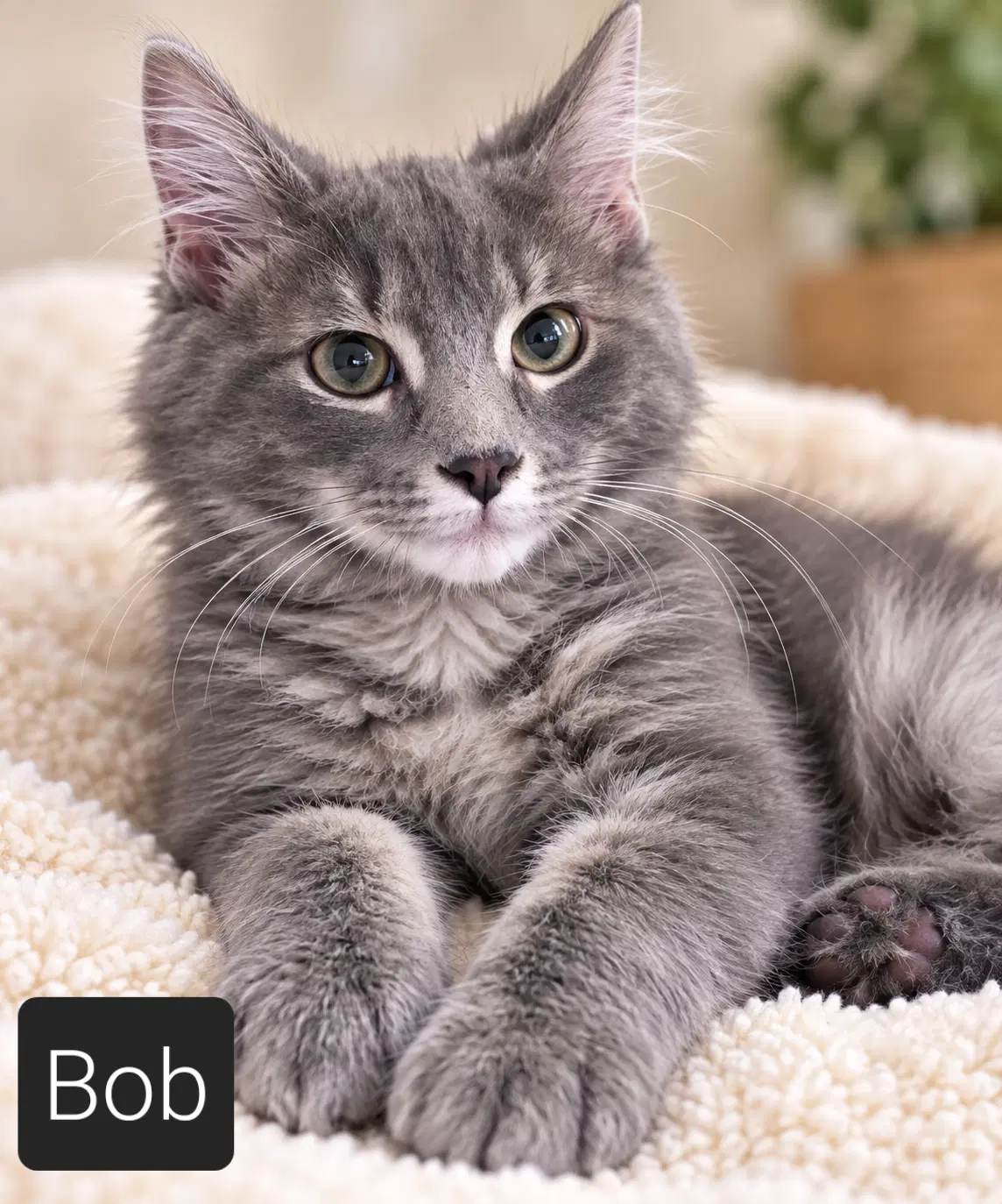 Mr Bob - Domestic Short Hair