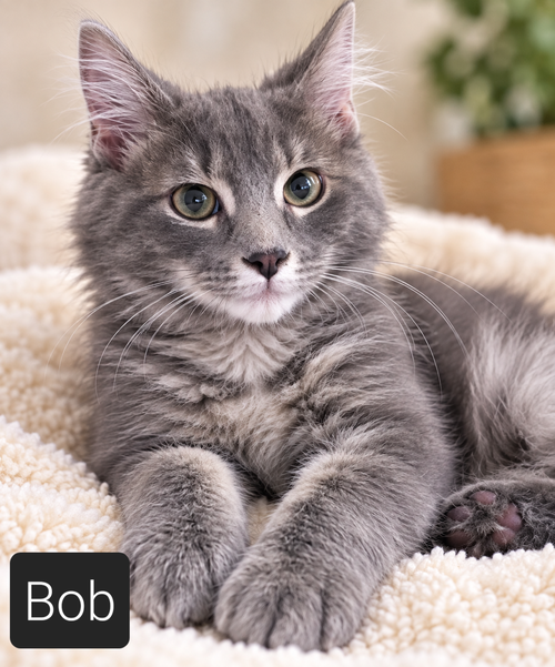 Mr. Bob, Domestic Short Hair (short coat)