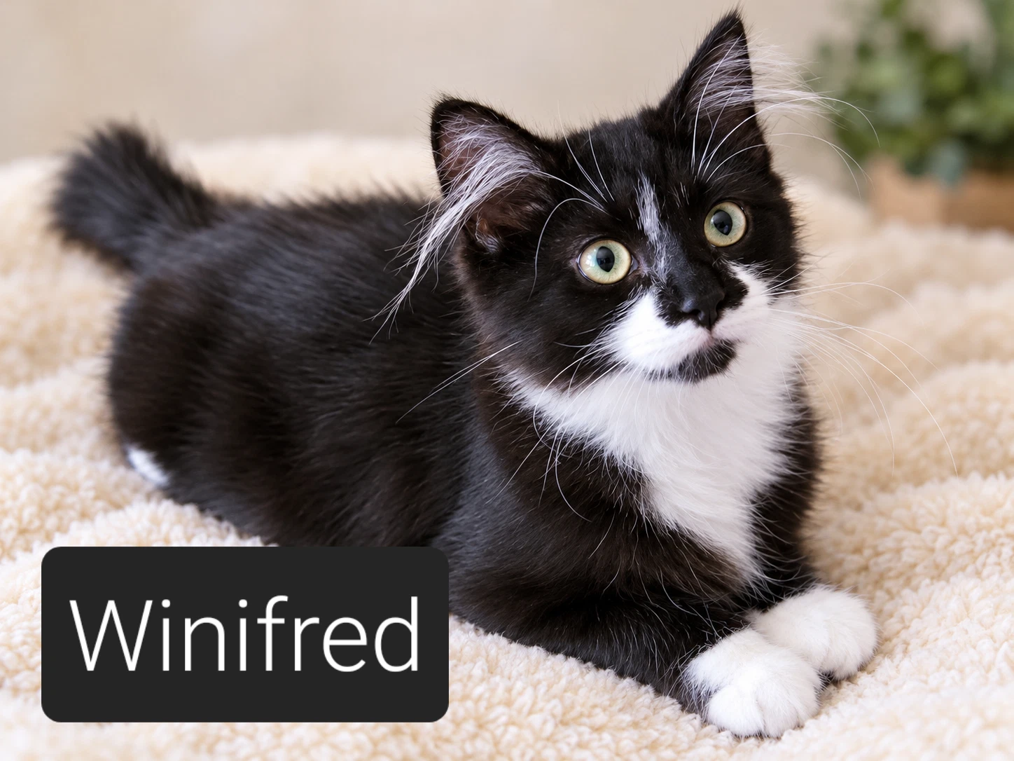 Miss Winifred
