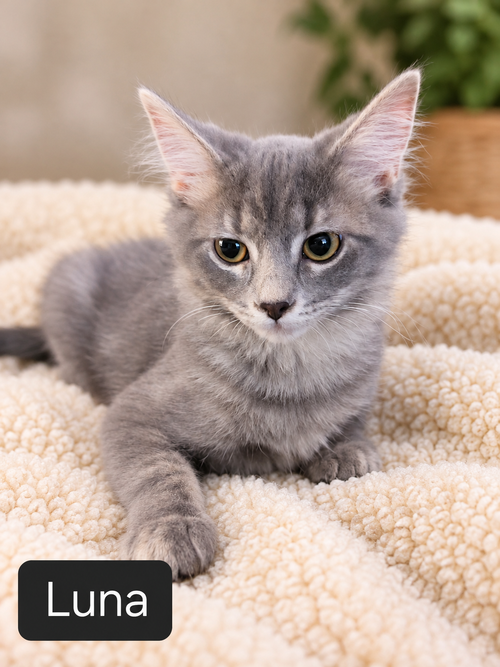 Miss Luna, Domestic Short Hair (short coat)