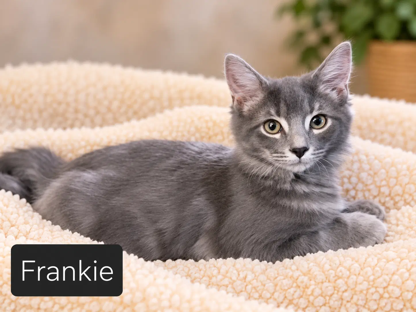 Miss Frankie - Domestic Short Hair