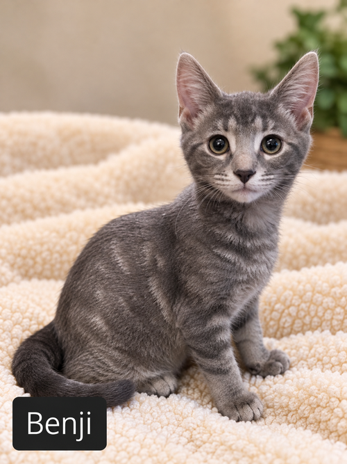Miss Benji, Domestic Short Hair (short coat)