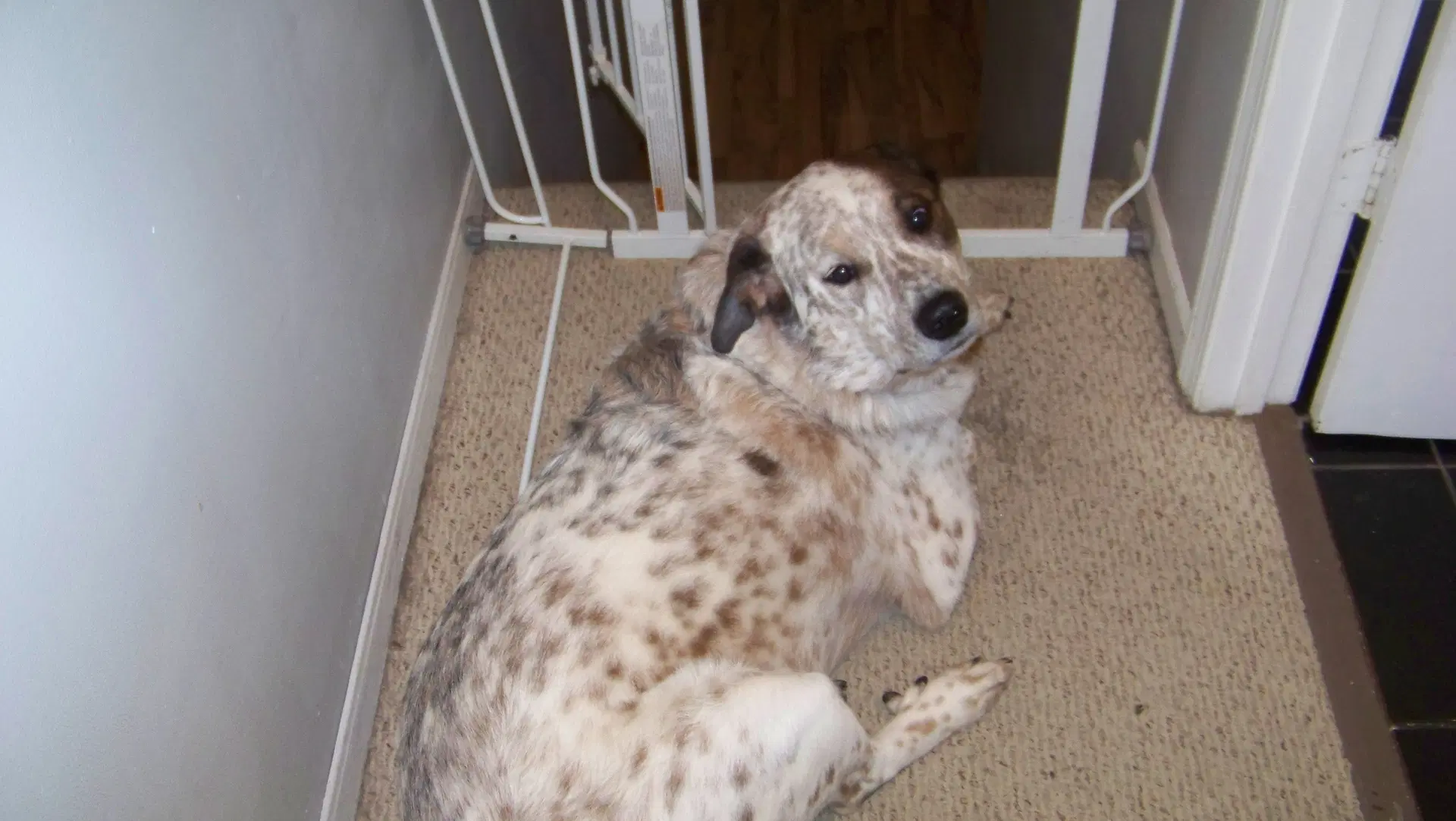 Baxter Cl image 2
