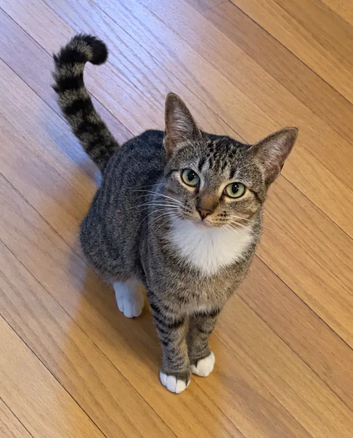 Eevee - Domestic Short Hair