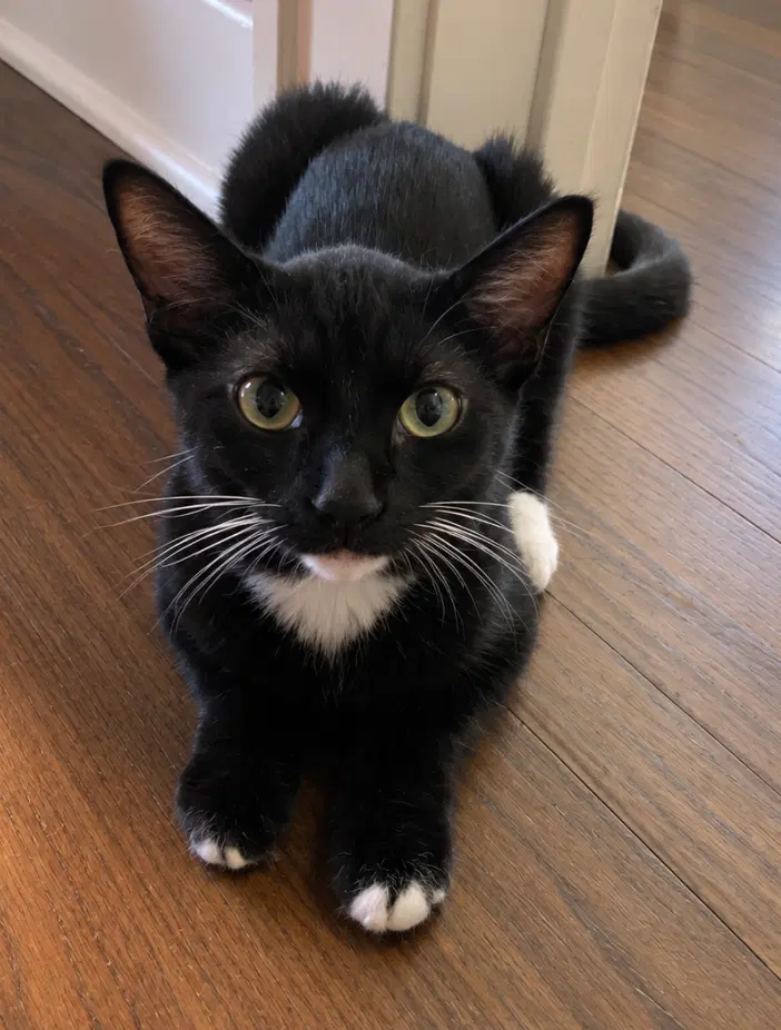 Jolt - Domestic Short Hair