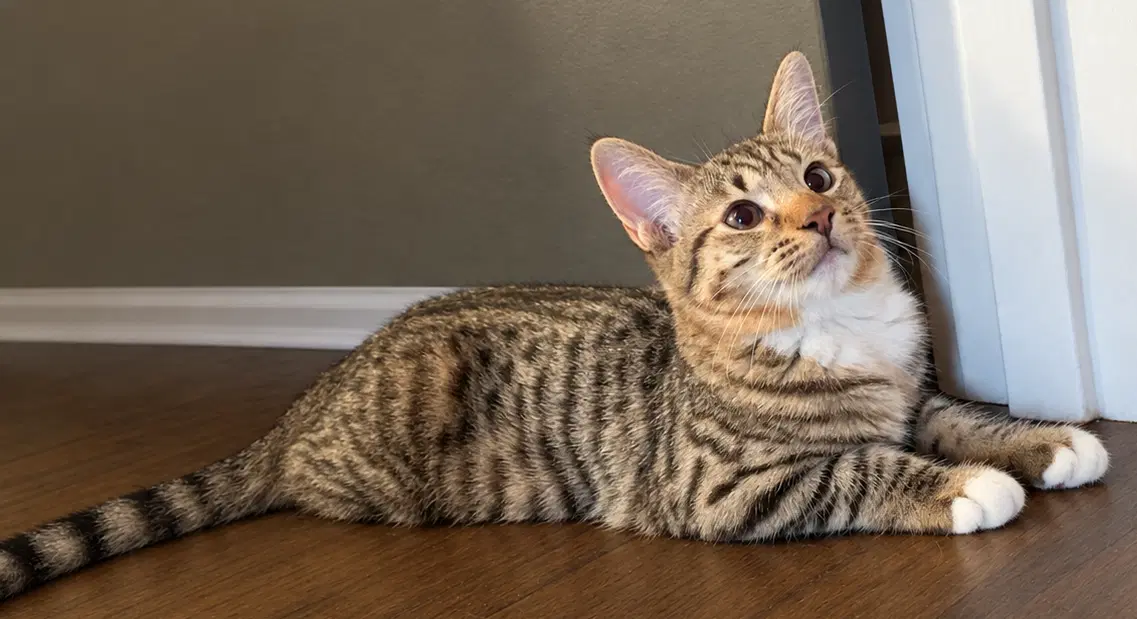Espie - Domestic Short Hair