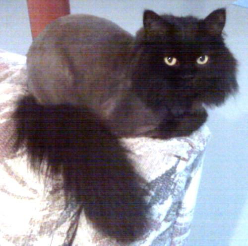 Stella