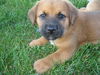Tyson (Bogie)