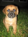 Tyson (Bogie)