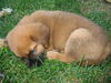 Tyson (Bogie)