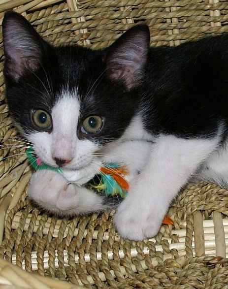 Kit Kat
