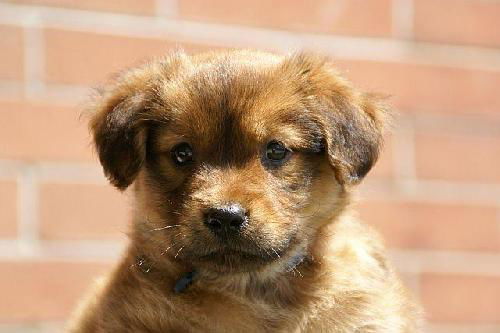 Griffin