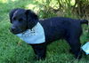 Maxwell