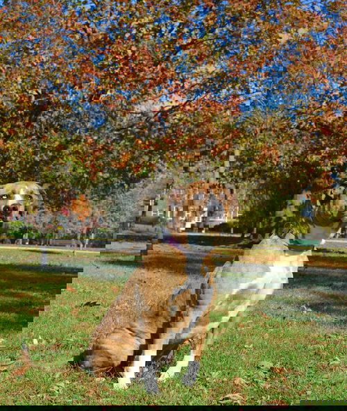 Maple Sugar
