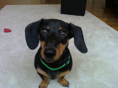 Jingles