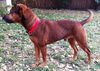 Duke