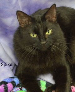 Spike