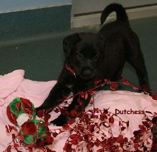 Dutchess