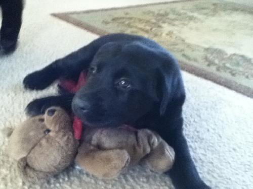 Lola