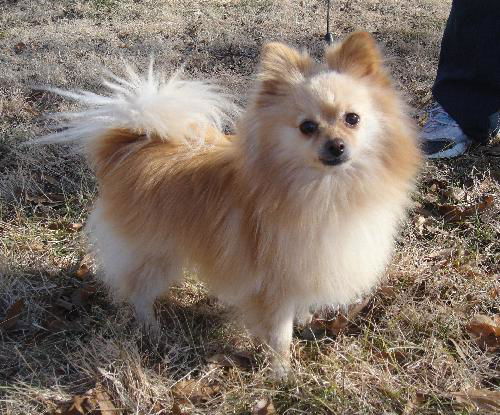 Spike