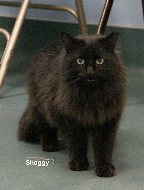 Shaggy