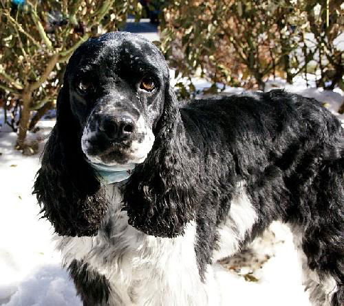 Baxter
