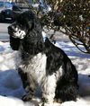 Baxter