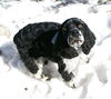 Baxter