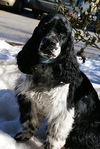 Baxter