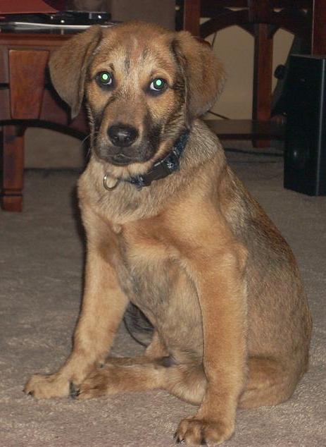 Ringo