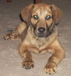 Ringo
