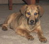Ringo