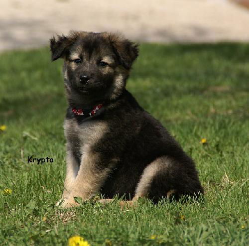 Krypto