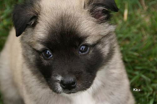 Kira
