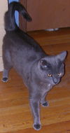 Koda