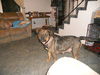 Macy